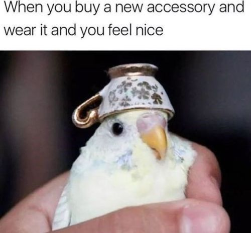 This is a wholesome relatable meme that pairs a candid photo of a light-colored cockatiel with a relatable text caption about the good feeling of getting a new accessory. The top text reads "When you buy a new accessory and wear it and you feel nice", and the image shows the cockatiel being held in a person's hand, with an upside-down small decorative teacup perched on its head that looks exactly like a fancy fancy hat/accessory. The bird looks calm and content, mirroring the satisfied feeling people get when they wear a nice new accessory they just bought.