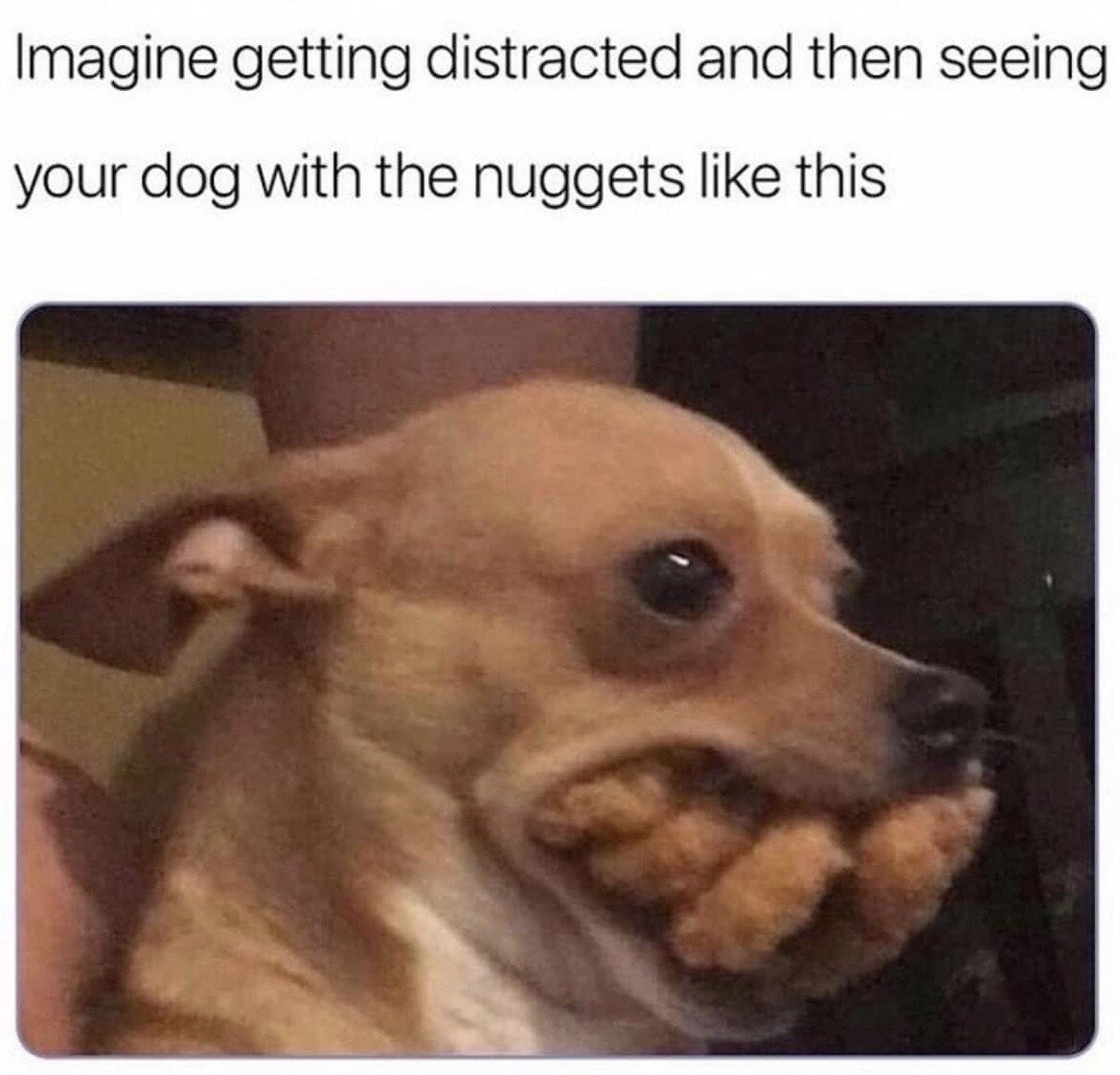 This single-panel meme consists of a text header placed above a candid photograph. The text reads 'Imagine getting distracted and then seeing your dog with the nuggets like this'. The photo below shows a small light brown chihuahua-type dog with wide, guilty-looking eyes, holding at least three breaded chicken nuggets stuffed inside its mouth, having clearly stolen them while its owner was not paying attention. The humor derives from the relatable experience of pet owners catching their animals in the act of stealing food, paired with the absurdly large amount of nuggets the dog managed to fit in its mouth.