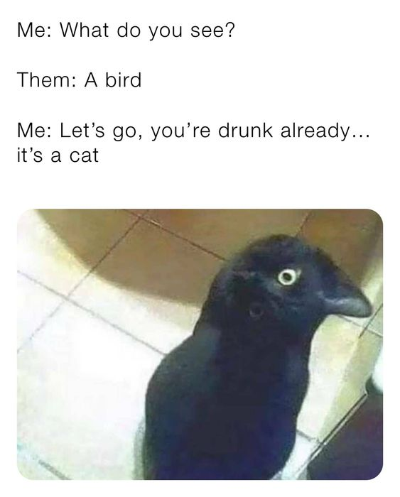 A wholesome meme featuring a text conversation followed by a photograph. The dialogue humorously depicts a playful argument: 'Me' asks 'Them' what they see, 'Them' responds 'A bird,' and 'Me' jokes 'you're drunk already... it's a cat.' Below the text is an image of a black bird with a prominent beak and bright yellow eyes standing on tiled flooring. The joke relies on the absurdity of mistaking the clearly visible bird for a cat, framed as inebriated misperception, creating a light-hearted, wholesome笑点.
