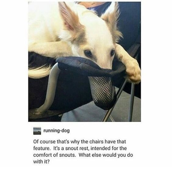 This meme features a real dog resting its snout inside the mesh fabric section of a chair's armrest, with its front paws draped over the chair's edge, appearing calm and comfortable. Below the image, a comment from user 'running-dog' humorously frames this everyday moment as the intended purpose of the chair, calling the armrest a 'snout rest' designed for canine comfort. The joke is a playful visual pun and absurd reinterpretation of an ordinary object, leaning into the idea that the chair's feature exists solely for the dog's benefit. To answer the question posed in the comment: the chair armrest is actually intended to support a person's arm, but the meme's funny, alternate answer is that it's for dog snouts.