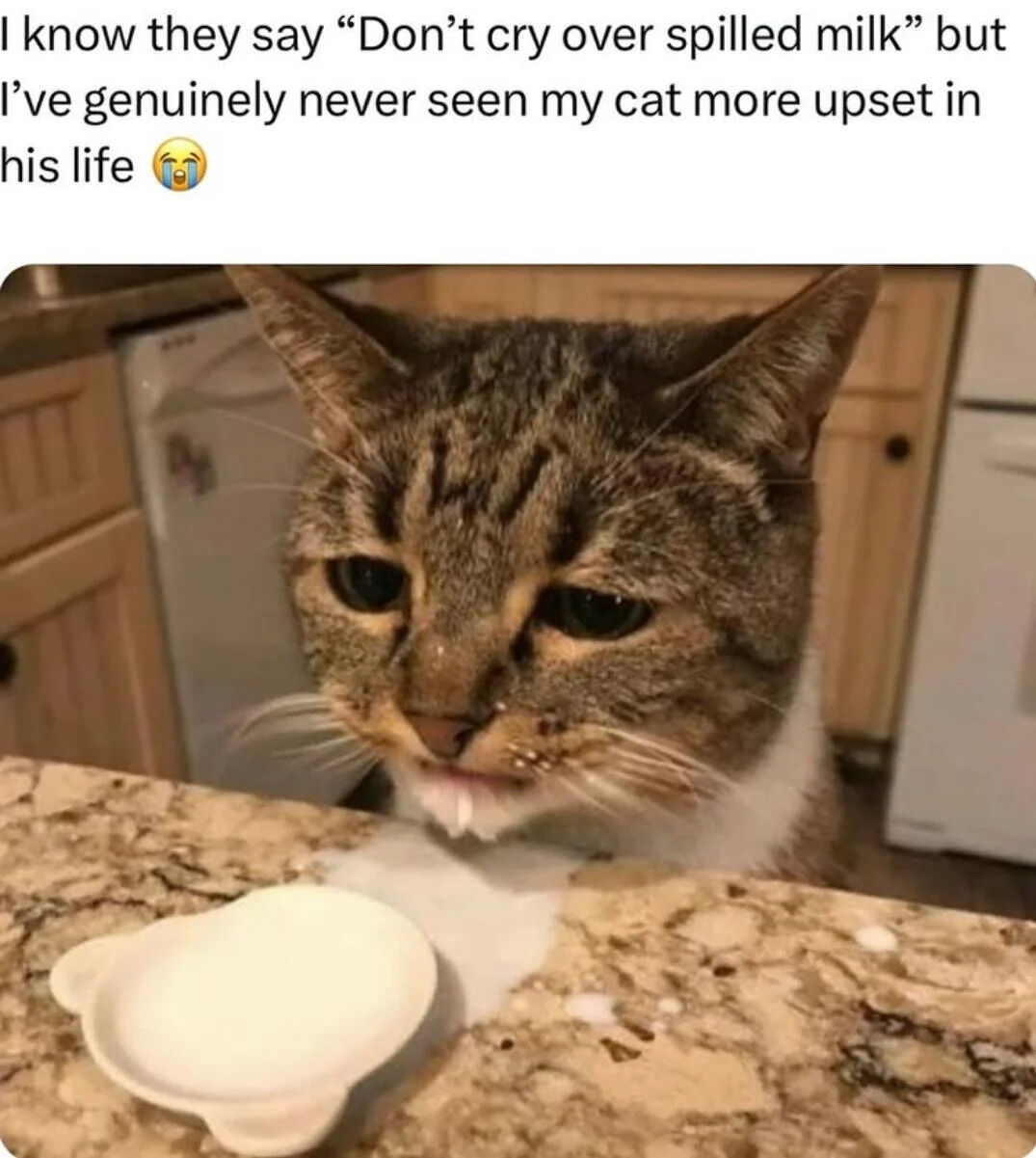 A meme featuring a close-up of a tabby cat with a visibly sad expression, milk residue around its mouth and on the kitchen counter in front of it. The cat has droopy eyes and a downturned mouth, appearing genuinely upset. Above the cat is a text overlay that reads: "I know they say 'Don't cry over spilled milk' but I've genuinely never seen my cat more upset in his life 😭". The background shows a kitchen with wooden cabinets and a white refrigerator, indicating a home setting. The humor comes from the cat's dramatic reaction contrasting with the common idiom about not being upset over minor losses.