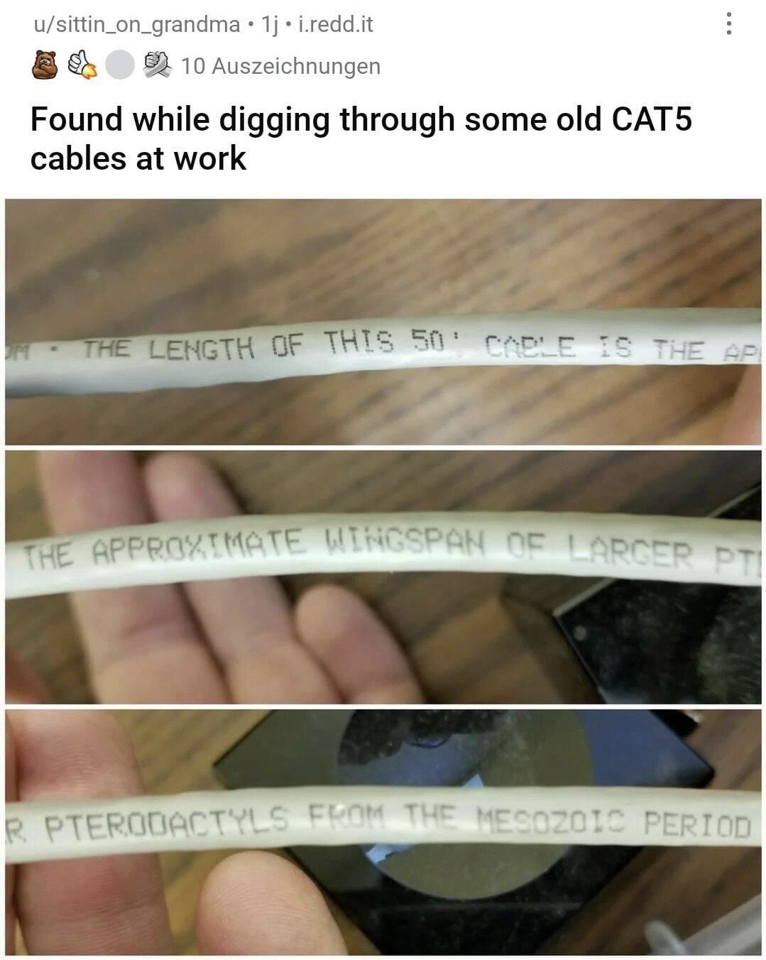 This is a screenshot of a Reddit user post, consisting of the post header and three stacked close-up photos of an old 50-foot CAT5 ethernet cable. The outer plastic jacket of the cable has an unusual, humorous printed label, which reads in full across the three shots: 'THE LENGTH OF THIS 50\' CABLE IS THE APPROXIMATE WINGSPAN OF LARGER PTERODACTYLS FROM THE MESOZOIC PERIOD'. The post caption from the uploader states they found the unusual cable while sorting through old CAT5 cables at their workplace, and the post has received 10 awards at the time the screenshot was taken. The humor comes from the unexpected replacement of boring standard product specification text with a silly, useless but accurate fun fact about prehistoric creatures.