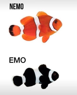 The image displays two clownfish arranged vertically against a plain white background for comparison. The top clownfish, featuring the standard orange, white, and black coloring associated with the title character of the *Finding Nemo* franchise, is labeled "NEMO". The bottom clownfish, a color variant with black, white, and grey coloring in place of orange, is labeled "EMO". The humor comes from a pun playing on the phonetic similarity between "Nemo" and "Emo", paired with the all-black color scheme of the lower fish that aligns with the stereotypical all-black fashion and aesthetic associated with the emo subculture.