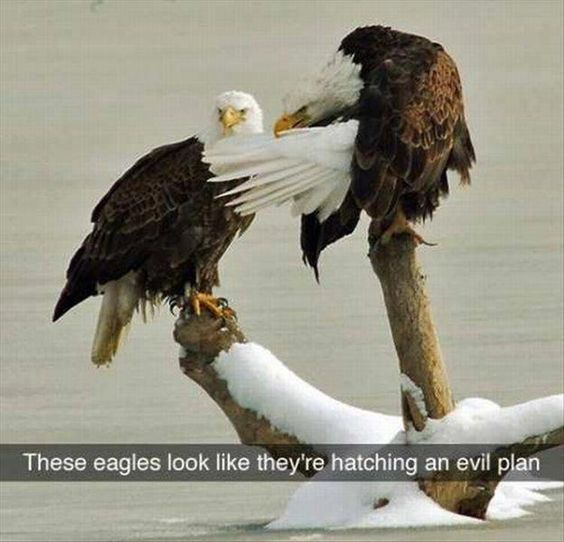 This is a humorous animal meme featuring two real bald eagles perched on snow-covered branches over water. The eagles are positioned to look like they are conspiring: the right bald eagle leans in close to the left one, appearing to whisper a secret, just like two scheming people plotting something. The meme uses a pun on the word 'hatching': 'hatching a plan' means to develop/plot a scheme, and 'hatching' is also the process baby birds go through when leaving their eggs, making the joke perfectly fitting for eagles.