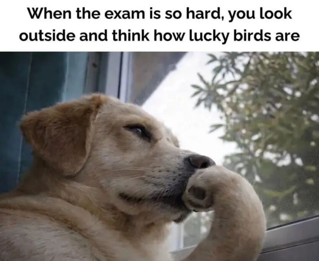 This is a relatable student meme featuring a real golden retriever sitting by a window, resting its paw on its muzzle with a wistful, sad expression as it looks outside. The overlaid text describes the common feeling when taking an extremely difficult exam: you glance outside and daydream about how lucky free birds are, that they don't have to deal with the stress of academic exams. It captures the tired, wistful mood of struggling students facing a hard test.