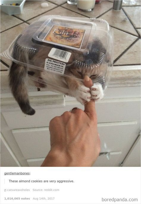 This meme showcases a real domestic cat trapped inside a clear plastic container labeled 'ALMOND COOKIES'. The cat has an annoyed, defensive expression and uses its front paws to grip and push against a human's finger reaching towards it. Below the photo, a comment from user 'gentlemanbones' reads: *'These almond cookies are very aggressive.'* The humor stems from sarcastic personification of the cat as the 'aggressive' almond cookies, turning a silly real-life moment into a wholesome, funny joke.