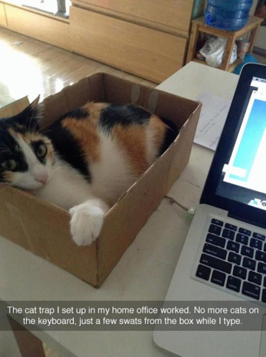 This meme features a calico cat comfortably curled up inside a small cardboard box placed on a home office desk, right next to an open laptop. The caption at the bottom reads: *'The cat trap I set up in my home office worked. No more cats on the keyboard, just a few swats from the box while I type.'* The humor comes from a playful pun on the term 'cat trap': instead of a device to remove the cat from the workspace, it's a box (a known favorite spot for cats) used to redirect the cat's attention away from the keyboard. It solves the common problem of cats walking on and interfering with the keyboard, but with a funny, minor downside of the cat swatting at the person typing from its new boxed spot. This is a relatable joke for anyone who works from home with a cat, leaning into the universal truth that cats are drawn to small enclosed spaces like boxes.