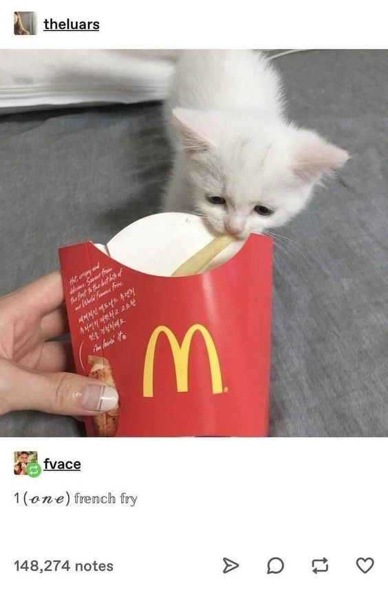 This wholesome meme features a small white kitten with a sad, downcast expression leaning in to eat a single French fry from a McDonald's fry container held by a human hand. The humor and charm come from the contrast between the kitten's dejected look and the tiny portion of food, amplified by the top comment that explicitly emphasizes "1 (one) french fry" to highlight the small amount. The image evokes a cute, sympathetic feeling, making it a lighthearted, comforting piece of content.