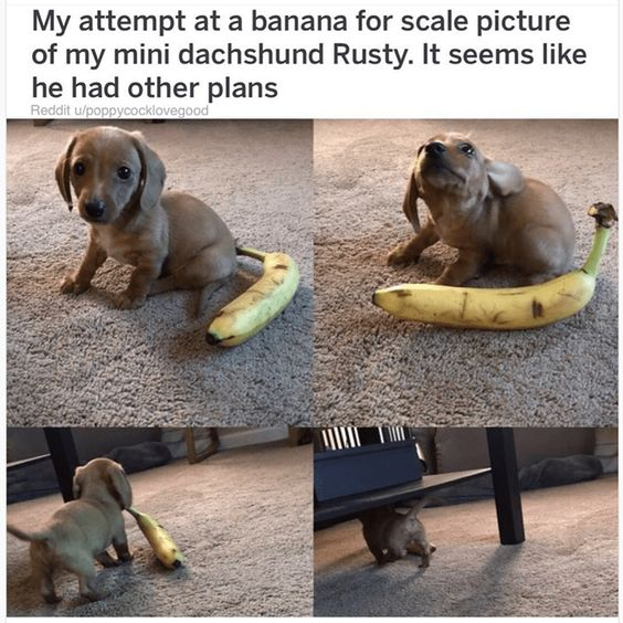 This is a 4-panel collage meme documenting a failed attempt to take a 'banana for scale' photo of a mini dachshund named Rusty. 
1. **Panel 1**: Rusty sits calmly next to a banana on a carpeted floor, looking at the camera, appearing ready for the intended scale photo.
2. **Panel 2**: Rusty tilts his head upward, and the banana is now positioned near his head as if he's holding it like a toy, breaking the scale setup.
3. **Panel 3**: Rusty walks away from the camera, dragging the banana behind him across the carpet.
4. **Panel 4**: Rusty crawls under a low piece of furniture, still carrying the banana with him.

The humor comes from subverting the popular internet 'banana for scale' trope—where a banana is used to provide size reference for an object or animal—by having the playful dog ignore the purpose of the banana and treat it as a toy, ruining the planned photo. The sequence is wholesome and lighthearted, highlighting the unpredictable, funny behavior of pets.