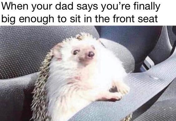 This relatable wholesome meme shows a real hedgehog buckled into the front passenger seat of a car, with an excited, smug expression. The top text reads 'When your dad says you’re finally big enough to sit in the front seat'. The joke relies on the common childhood experience of earning the privilege to sit in the front car seat as a milestone of growing up, with the cute hedgehog embodying the proud, excited feeling of a kid who just got this permission.