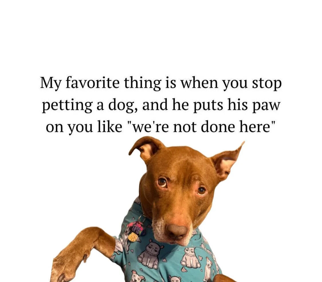 The meme features a plain white background with black text at the top reading 'My favorite thing is when you stop petting a dog, and he puts his paw on you like "we're not done here"'. Below the text is a cutout image of a brown short-haired dog, likely a pit bull mix, wearing a teal shirt printed with cartoon dog illustrations. The dog holds one paw out toward the viewer with wide, pleading eyes, perfectly illustrating the behavior described in the text of a dog asking to continue being petted.