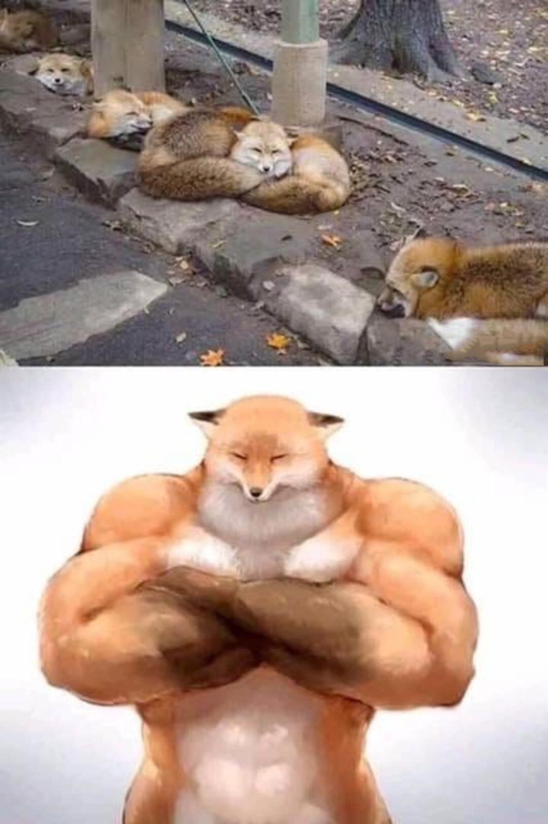 This is a two-panel contrast meme. The top panel features a real photograph of multiple wild red foxes curled up resting peacefully on stone ledges in an outdoor setting, presumably a fox sanctuary, all with soft, sleepy closed-eye expressions. The bottom panel is a surreal edited illustration of a fox with the exact same calm, closed-eye facial expression as the resting foxes, but with an extremely muscular, buff humanoid upper body, standing with its arms crossed confidently. The humor derives from the absurd, unexpected juxtaposition of the small, harmless, sleepy real foxes and the disproportionately powerful, jacked version of the fox with the same gentle facial expression.