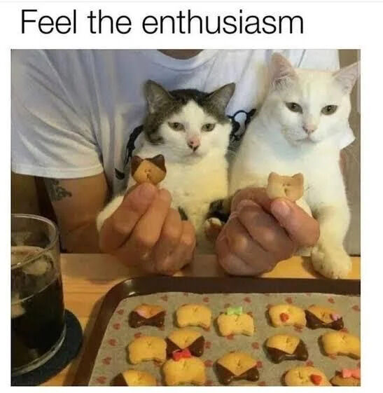 A photograph featuring two cats positioned in front of a person's hands, each appearing to hold a small cat-shaped cookie. The left cat has black and white fur, while the right cat is entirely white. Both cats display neutral expressions, contrasting with the top text 'Feel the enthusiasm'. In front of them on a wooden table is a baking tray filled with multiple cat-shaped cookies decorated with chocolate and small red or green toppings. To the left of the tray is a glass of dark soda with ice, suggesting a casual home baking setting.