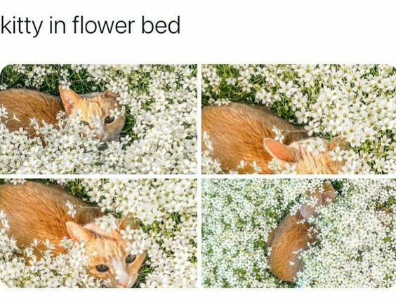 This is a 4-panel collage meme featuring an orange tabby cat interacting with a dense bed of small white flowers. The sequence starts with the cat's face and upper body visible, peeking out from the flowers. In the second panel, only the cat's head is partially visible, covered by more flowers. The third panel shows the cat's face mostly obscured, with just its eyes and a small part of its head peeking through. The final panel shows the cat almost completely hidden, with only its back and tail visible as it blends into the floral bed. The top text reads 'kitty in flower bed', setting up the wholesome, humorous visual of the cat gradually camouflaging itself in the flowers, creating a cute and relatable moment of a pet wanting to hide or play.
