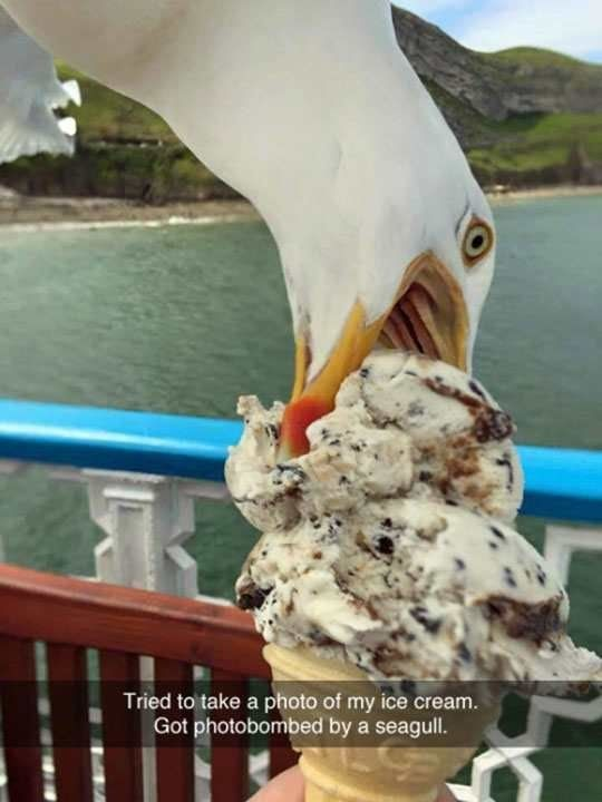 The image captures a humorous, candid real-life moment: a bold seagull with its beak wide open, aggressively taking a bite out of a scoop of cookies-and-cream ice cream in a waffle cone, held by an unseen person. The background features a coastal setting with calm water and green, hilly terrain, indicating a seaside location. The overlaid text at the bottom reads: 'Tried to take a photo of my ice cream. Got photobombed by a seagull.' The joke relies on wordplay with the term 'photobomb': typically, a photobomb is an accidental, unexpected appearance in a photo, but here the seagull is actively stealing the ice cream while 'bombing' the shot, turning the term into a literal, disruptive action. This plays into the well-known stereotype of seagulls being bold, food-obsessed pests at coastal areas, making the moment relatable and funny to viewers familiar with this behavior.