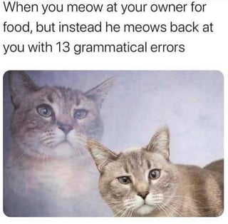 The meme features two real cats positioned side by side, both appearing to have a confused or surprised expression. Above the cats is a text overlay that sets up a humorous scenario: 'When you meow at your owner for food, but instead he meows back at you with 13 grammatical errors'. The humor stems from the absurdity of a cat (an animal incapable of understanding human grammar) being frustrated by its owner's grammatically incorrect meows, creating a playful anthropomorphism of the cat's perspective.