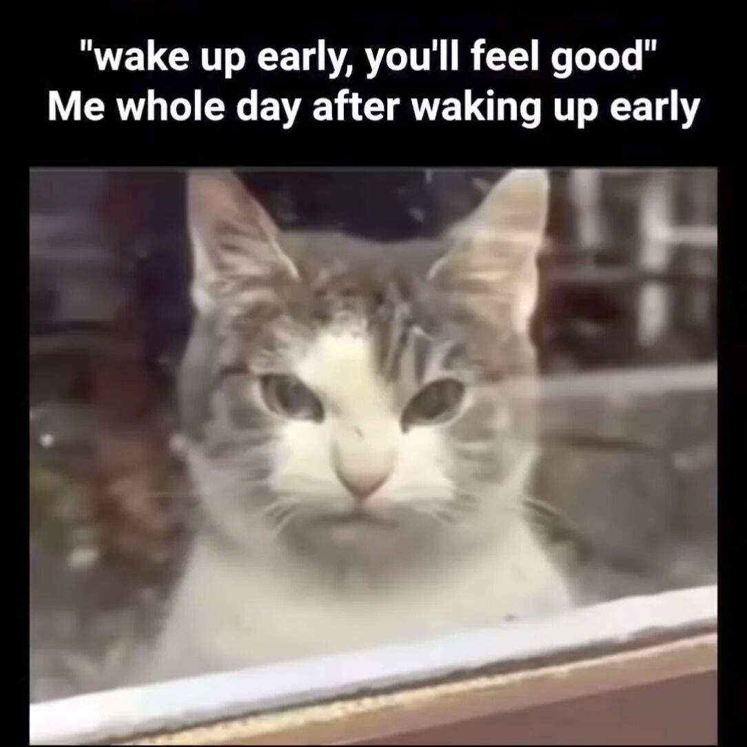 The meme features a two-part text overlay and an image of a cat. The top text reads: '"wake up early, you'll feel good"' followed by 'Me whole day after waking up early'. Below the text is a photograph of a gray and white cat with a tired, unamused expression, sitting behind a window. The cat's demeanor humorously contrasts the common advice that waking up early leads to feeling good, instead depicting the relatable experience of exhaustion throughout the day after an early wake-up.