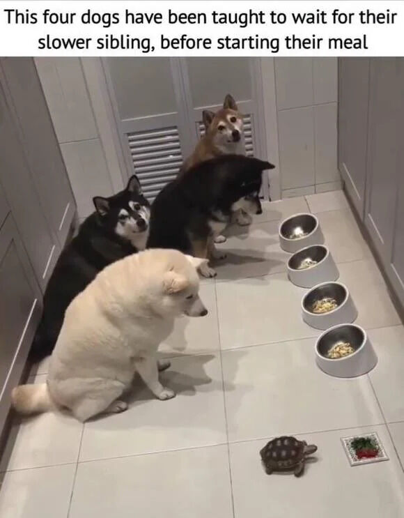 A photograph depicting four dogs (likely Shiba Inus or similar breeds) sitting patiently on a white tiled floor in a kitchen-like area. In front of them are four white food bowls filled with kibble. On the floor near the bowls, a small tortoise is moving slowly. The text at the top of the image explains: 'This four dogs have been taught to wait for their slower sibling, before starting their meal,' framing the tortoise as the dogs' 'slower sibling' they are waiting for. The dogs appear calm and attentive, with their focus directed towards the tortoise or the bowls, creating a humorous and heartwarming scene of patience and companionship between different species.