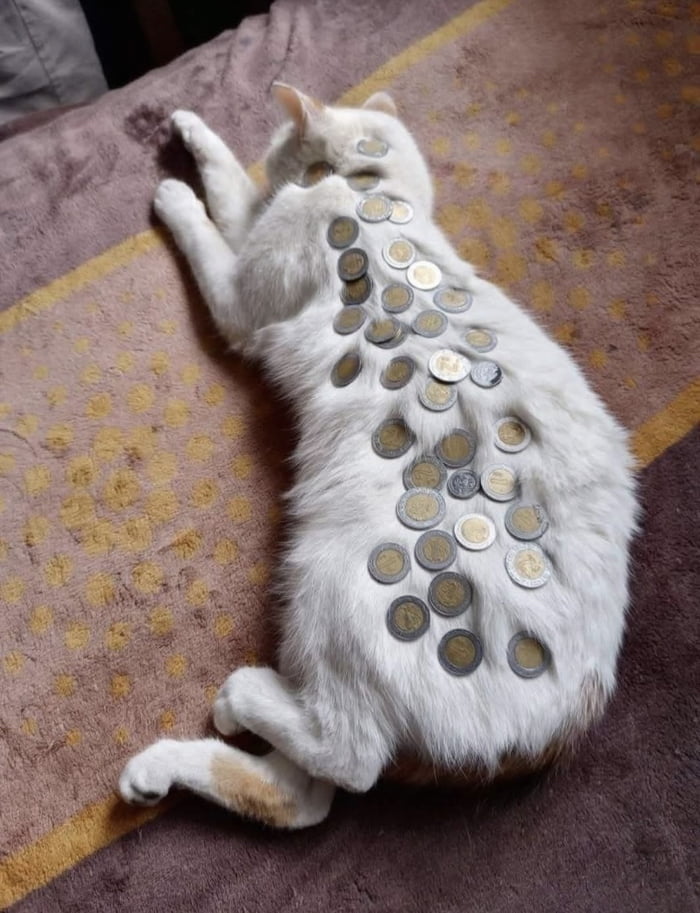 The image features a fluffy white domestic cat lying on its stomach on a soft brown blanket with yellow dotted and striped patterns, facing away from the camera. Dozens of assorted metal coins of varying sizes and designs are carefully balanced across the entire length of the cat's back, as well as on the top of its head. The cat remains completely still, allowing the coins to stay in place without falling off. The post associated with this image encourages viewers to upvote to receive a good week, small fortune, or a meeting with a person that will change their life, framing the cat as a lucky charm.