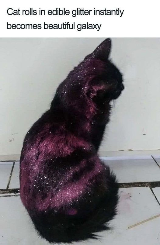 This meme features a photo of a real black cat sitting with its back facing the camera. The cat's black fur is completely covered in purple edible glitter with tiny sparkles, creating a beautiful effect that looks exactly like a purple starry galaxy. A text caption at the top explains that the cat rolled in edible glitter and instantly transformed into a beautiful galaxy, playing on the visual resemblance between the sparkly purple-black fur and outer space galaxies.