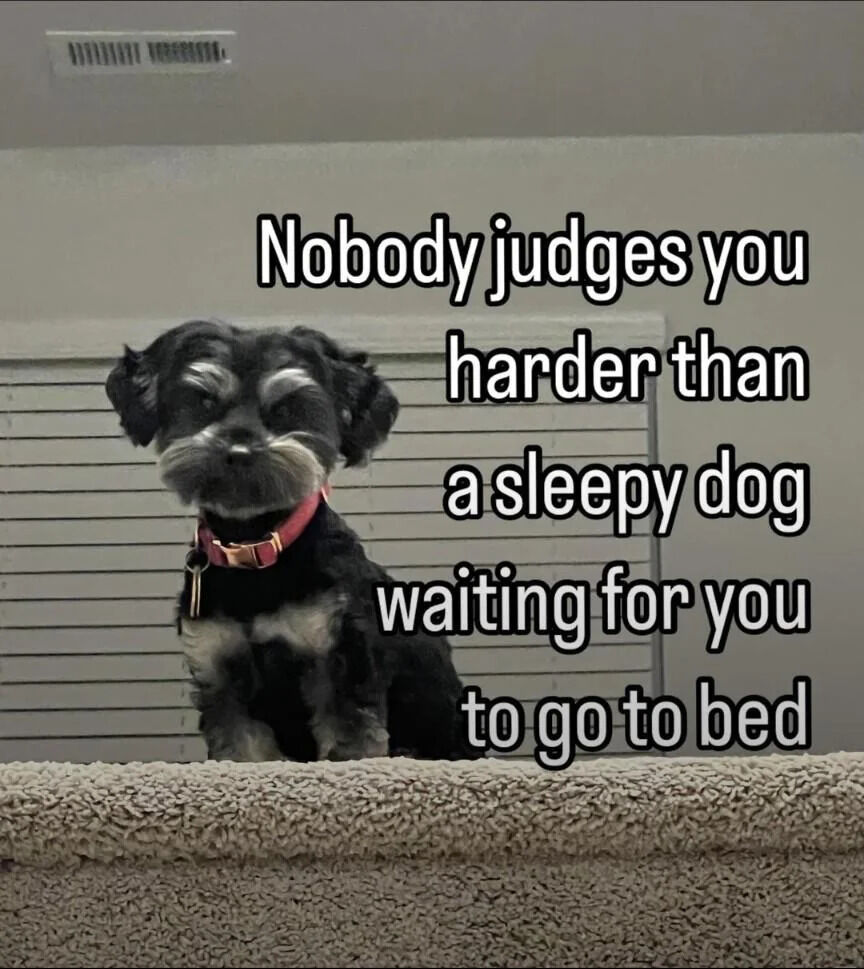 The image features a small black dog with a red collar, appearing sleepy and slightly judgmental, sitting in front of a window with closed blinds. Overlaid text reads, 'Nobody judges you harder than a sleepy dog waiting for you to go to bed'. The dog's half-closed eyes and subtle frown humorously convey an impatient yet endearing 'judgmental' look, playing on the relatable scenario of pets waiting for their owners to join them in resting.