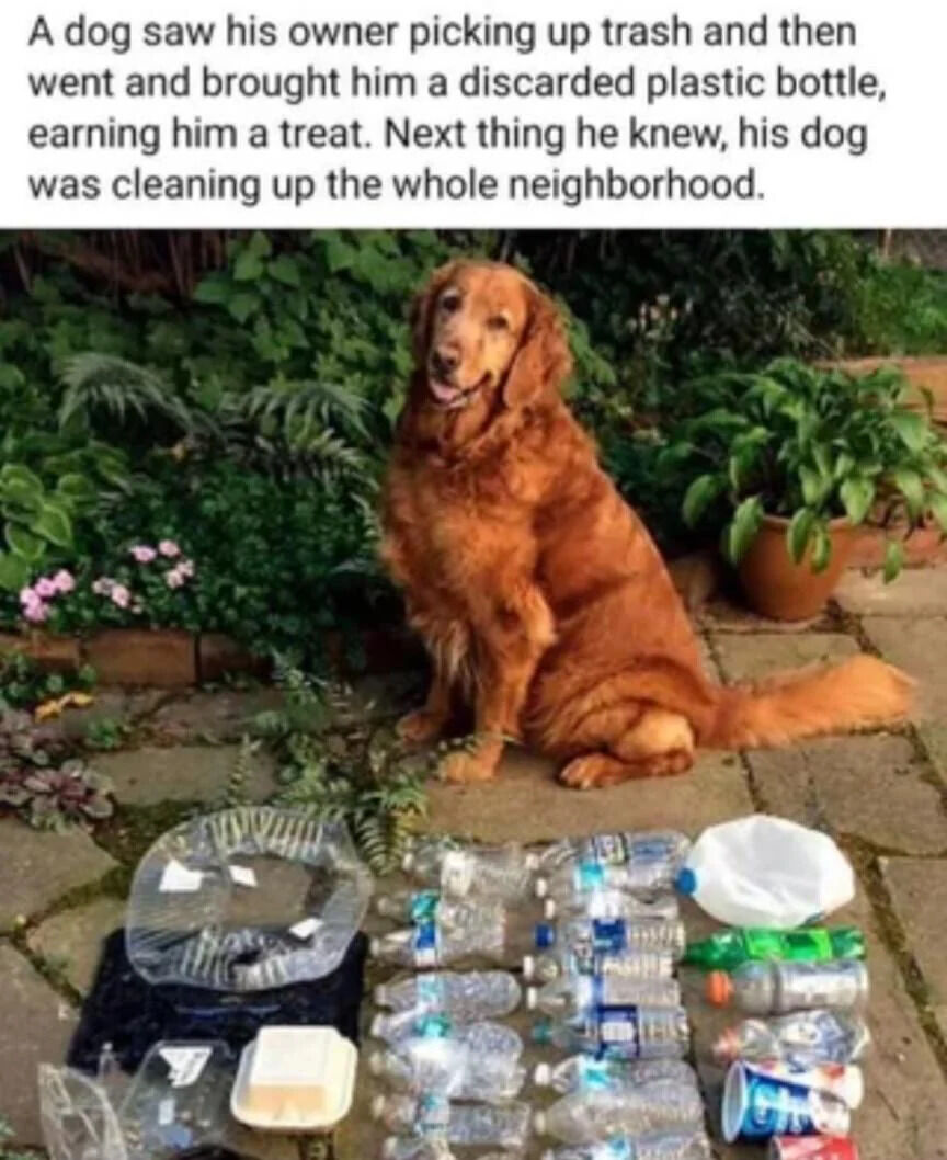 The image features a golden retriever sitting on a stone patio surrounded by various discarded plastic bottles and trash items. The dog has a happy, smiling expression with its tail relaxed. In the background, there are green plants and potted flowers, creating a garden-like setting. Above the image, a text narrative explains the scenario: the dog observed its owner picking up trash, brought a plastic bottle to earn a treat, and subsequently cleaned the entire neighborhood. The overall tone is heartwarming and highlights the dog's eagerness to help and learn from its owner.