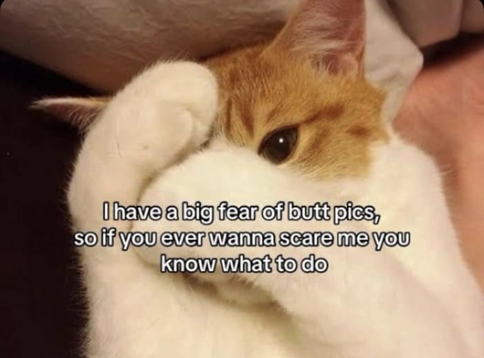 The image features a ginger and white domestic cat holding one white paw over half of its face, peeking out with one wide, wary eye that appears nervous or scared. A human hand is partially visible next to the cat on the right. Overlaid on the lower portion of the image is humorous text that reads 'I have a big fear of butt pics, so if you ever wanna scare me you know what to do', pairing the cat's frightened expression with a silly, suggestive joke referencing modern online chat and dating interactions.
