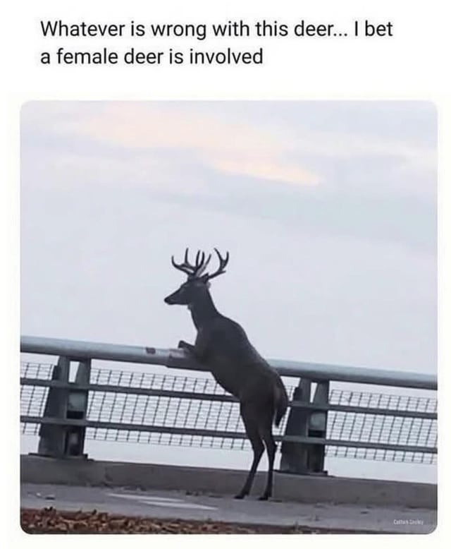 This meme features a candid photograph of a male buck deer with antlers, standing on its hind legs while resting its front legs on a bridge guardrail, appearing to gaze out over the edge. Above the photo, text reads: 'Whatever is wrong with this deer... I bet a female deer is involved'. The joke anthropomorphizes the deer's unusual behavior, relating it to the common relatable trope of people acting irrationally or in odd ways when pursuing a romantic interest, making the deer's confusing action humorous by framing it as motivated by attraction to a doe.