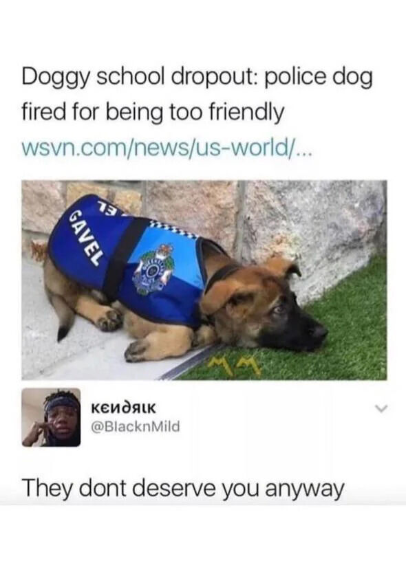 A social media meme featuring a news headline and a photograph of a police dog. The headline reads 'Doggy school dropout: police dog fired for being too friendly' with a link to wsvn.com. Below the headline is an image of a brown and black dog wearing a blue police vest labeled 'GAVEL', lying on the ground with a sad, dejected expression, head resting on the grass. Under the photograph is a user comment from 'KevDaK' (@BlacknMild) stating 'They dont deserve you anyway', expressing sympathy for the dog.