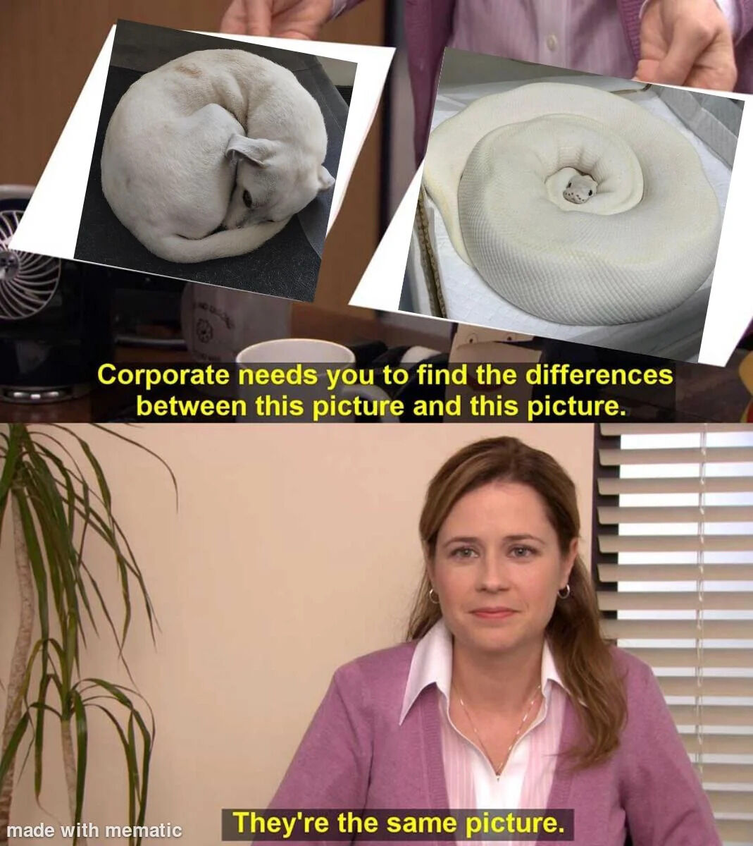 A two-panel meme combining a reference to the US TV show 'The Office' with a visual comparison joke. The top panel displays two photographs held by hands: one of a white cat curled into a tight, circular shape and another of a white snake coiled in an almost identical spiral form. Overlaid yellow text reads, 'Corporate needs you to find the differences between this picture and this picture.' The bottom panel is a screenshot from 'The Office' featuring the character Pam Beesly (played by Jenna Fischer) with a neutral, deadpan expression, responding with the text, 'They're the same picture.' The humor hinges on the striking visual similarity between the curled cat and coiled snake, satirizing corporate requests for unnecessary distinctions or overcomplicating simple comparisons.