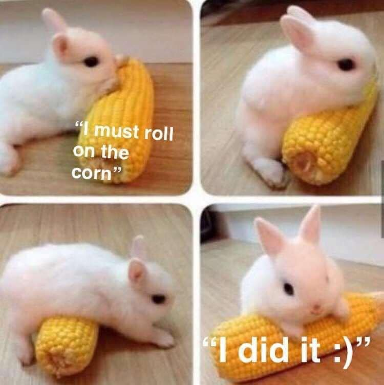 A 2x2 grid (4-panel) meme featuring a small white rabbit interacting with a large yellow corn cob. The sequence portrays a humorous narrative: Panel 1 shows the rabbit lying next to the corn with the caption 'I must roll on the corn' (expressing determination); Panel 2 captures the rabbit beginning to position itself on the corn; Panel 3 shows the rabbit mid-roll, partially on the corn; Panel 4 depicts the rabbit successfully positioned on the corn with the caption 'I did it :)' (conveying satisfaction). The rabbit has soft white fur and black eyes, and the corn cob is large relative to the rabbit, enhancing the cute, anthropomorphic effect.