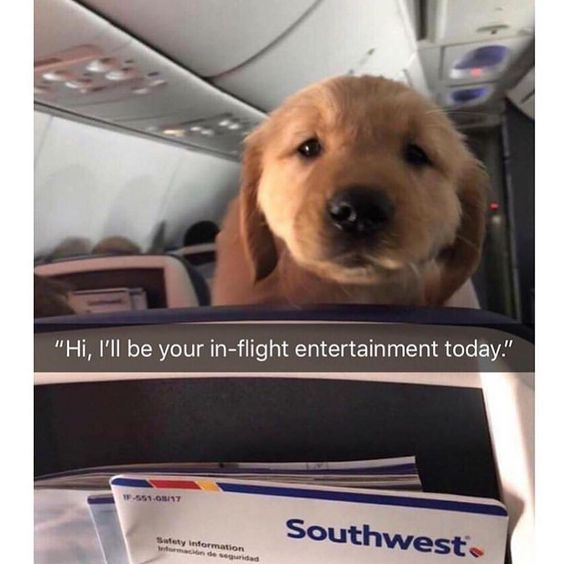 The image captures a golden retriever puppy peeking over the back of an airplane seat inside a Southwest Airlines cabin. Overlaid text reads: *"Hi, I'll be your in-flight entertainment today."* This wholesome joke plays on the standard airline announcement format, where crew members typically introduce inflight media options (movies, music, etc.). Here, the adorable puppy replaces traditional entertainment, framing the pet as a far more charming, engaging, and heartwarming 'activity' for passengers. The puppy has a soft, curious expression, leaning forward toward the camera, which amplifies the humor and cuteness of the gag.