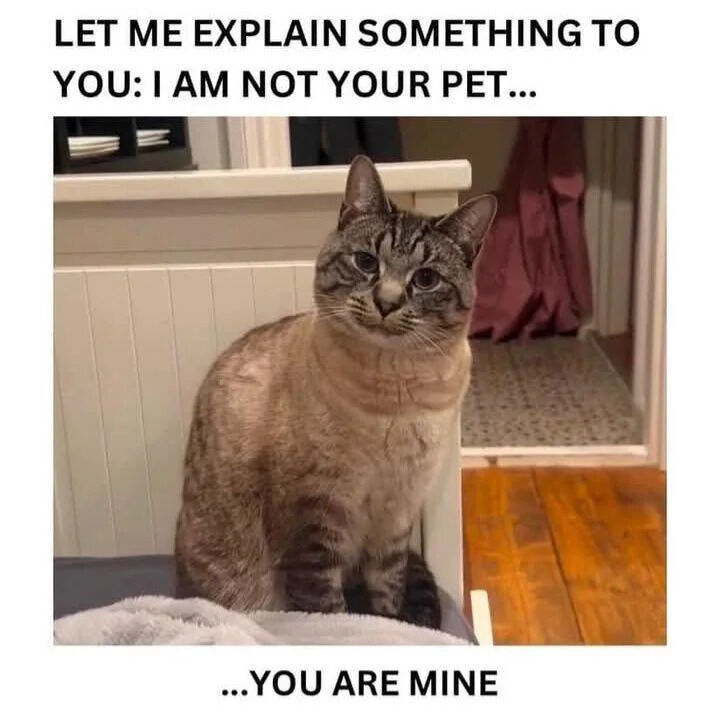 The image features a real tabby cat with a mix of gray and beige fur, sitting upright on a piece of furniture (possibly a shelf or cabinet) in an indoor setting. The cat has a serious, slightly stern expression with direct eye contact, giving it a confident demeanor. Above the cat, bold uppercase text reads: 'LET ME EXPLAIN SOMETHING TO YOU: I AM NOT YOUR PET...', and below the cat, the text continues: '...YOU ARE MINE'. This creates a humorous reversal of the typical pet-owner dynamic, where the cat playfully asserts dominance by claiming the human as its own rather than the other way around. The background includes a wooden floor, a white paneled cabinet, and a pink cloth visible in an adjacent doorway, adding to the homey atmosphere.