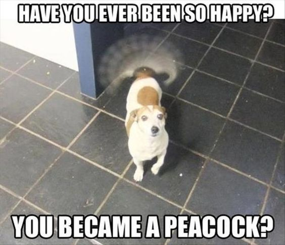 This wholesome and funny meme features a real small brown-and-white dog standing on a dark tiled floor. The dog's tail is wagging so rapidly that it creates a circular blur, which visually mimics a peacock's tail. The meme uses two bold text overlays: the top text reads **HAVE YOU EVER BEEN SO HAPPY?** and the bottom text reads **YOU BECAME A PEACOCK?**, creating a playful joke about the extreme, visible joy the dog is expressing. The humor comes from the perfect visual coincidence between the blurred tail and a peacock's plumage, paired with a relatable question about overwhelming happiness.