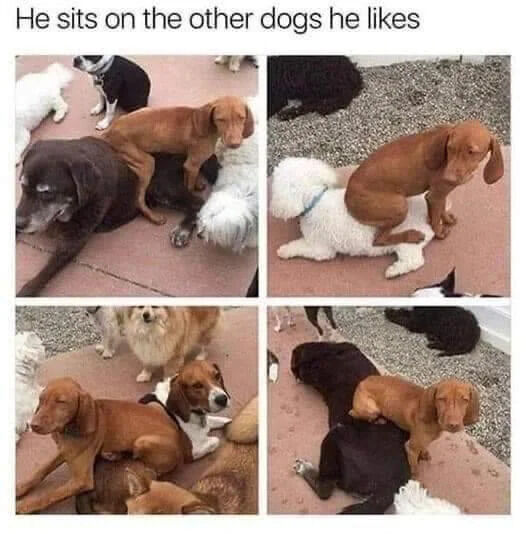 This is a 4-panel photo collage meme featuring a light brown Vizsla dog with a funny, quirky habit. Each panel shows the same Vizsla sitting on top of a different other dog among a group of dogs gathered outdoors, likely at a dog park or daycare, matching the text at the top of the meme that states 'He sits on the other dogs he likes'. The first panel shows him on a large older dark-colored dog, the second on a small white fluffy dog, the third on a beagle-like brown and white dog, and the fourth on another dark-colored dog. The humor and charm come from the dog's unusual, endearing way of showing affection to dogs he is fond of.