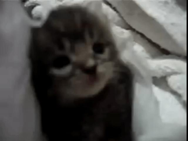 This is a blurry close-up photograph of a tabby cat caught mid-sneeze. The cat's face is heavily distorted by the force of the sneeze, with its eyes bulging wide and mouth slightly agape, creating an extremely dramatic, overexaggerated humorous expression. The background shows out-of-focus bedding, putting full visual emphasis on the cat's absurd, over-the-top reaction to the sneeze.