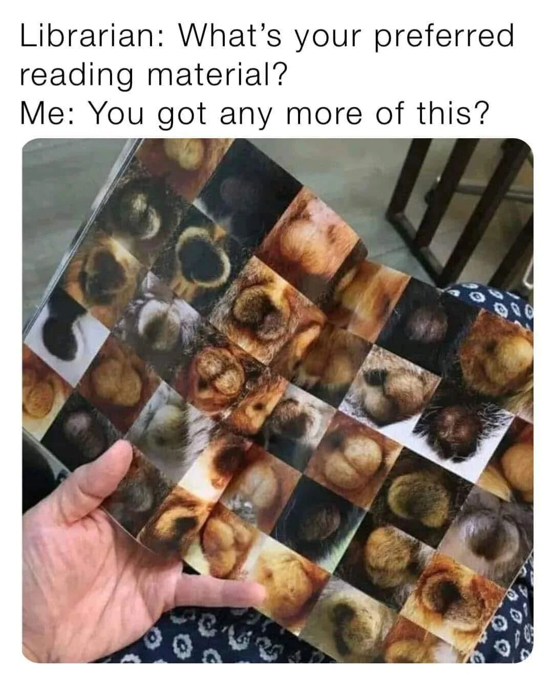 A meme composed of two main elements: top dialogue text and a photograph. The dialogue depicts a humorous interaction where a librarian asks about preferred reading material, and the respondent inquires about more of the book they're holding. The photograph shows a close-up of a hand gripping a book with a cover covered in numerous small, square images of animal paw pads (likely from cats or dogs), emphasizing the respondent's preference for cute animal-themed content.