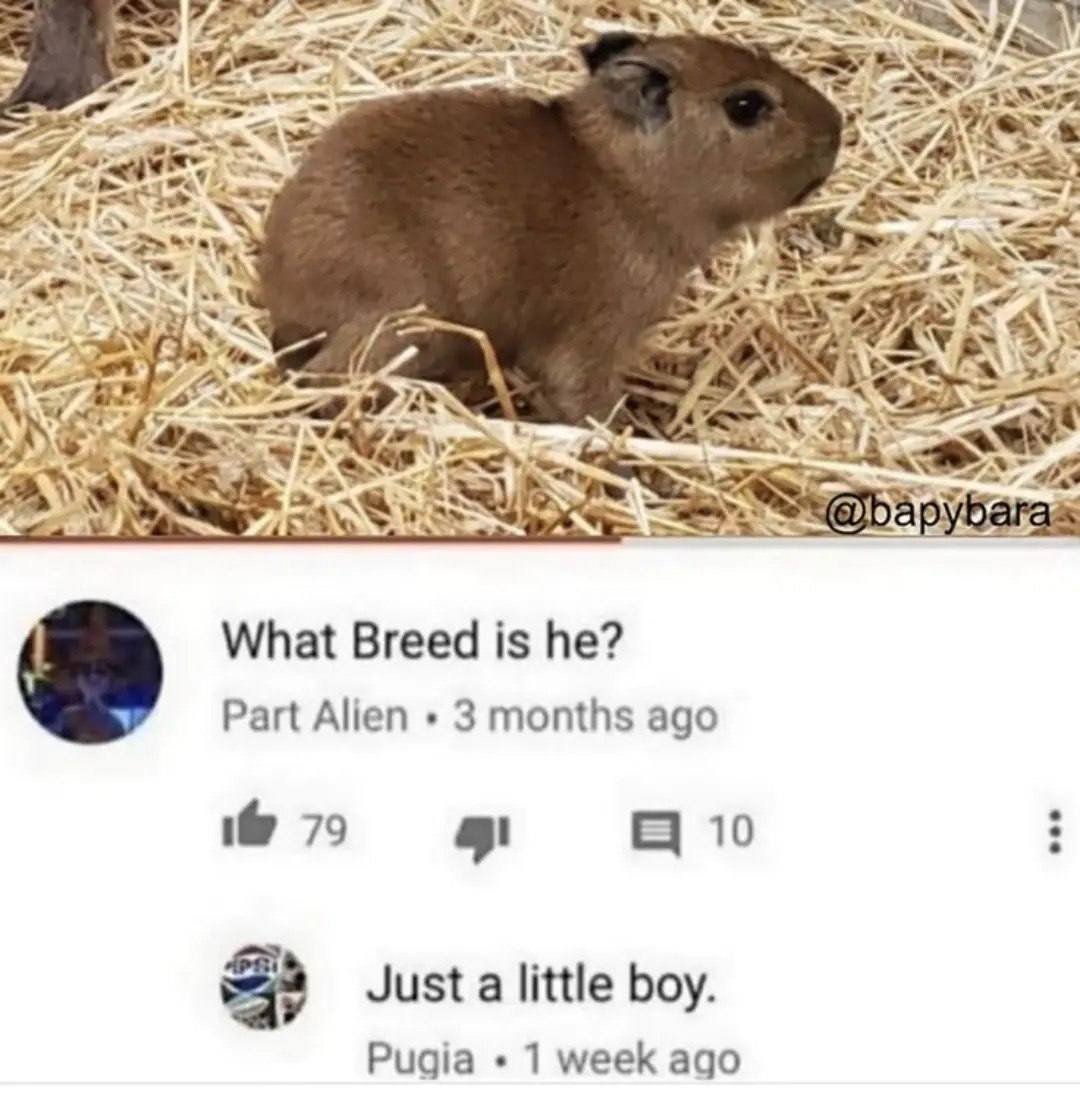 The meme is split into two stacked sections: the top section is a clear photograph of a small, fluffy baby capybara sitting calmly on a bed of dry straw, facing right. A watermark reading @bapybara is placed in the bottom right corner of this photo. The section below is a screenshot of a public social media comment thread: the first comment, posted by user 'Part Alien' 3 months prior, asks 'What Breed is he?' and has 79 likes and 10 replies. The second comment, a reply posted by user 'Pugia' 1 week prior, answers simply 'Just a little boy.' The humor is wholesome, playing on the common internet trend of prioritizing calling cute small animals affectionate terms over answering practical questions about them.