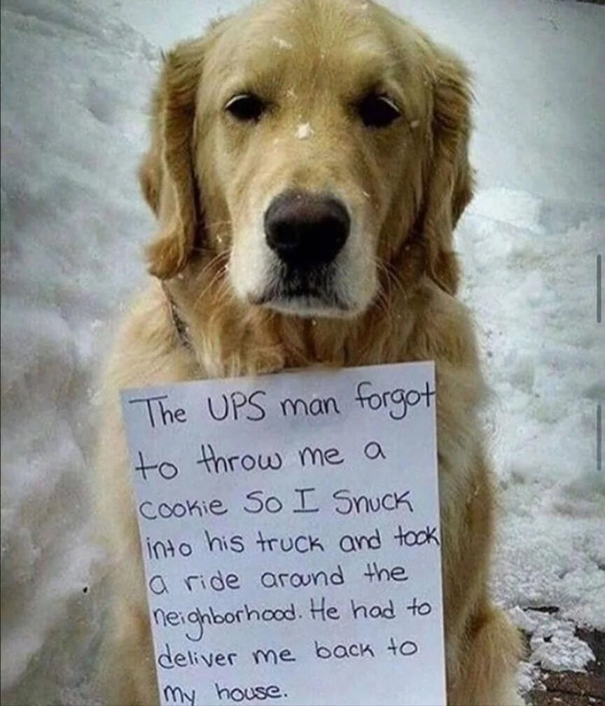 A golden retriever dog stands in a snowy environment, holding a handwritten sign in its mouth. The sign recounts a humorous story: the UPS delivery person forgot to give the dog a cookie, so the dog snuck into the UPS truck for a neighborhood ride and had to be delivered back home. The dog has a neutral expression, with snow visible in the background, adding to the cozy, wintery setting. The image combines a real animal with a playful narrative to create a lighthearted, funny meme.