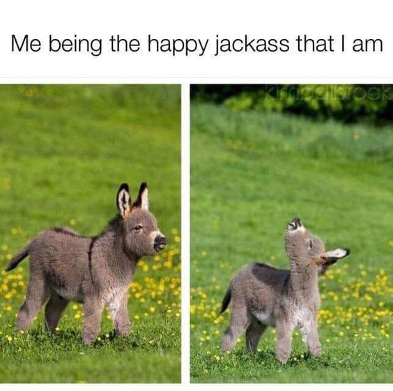 This is a two-panel relatable wholesome meme. The top text reads 'Me being the happy jackass that I am'. The left panel displays a fluffy baby donkey (foal) standing in a sunlit grassy field dotted with small yellow wildflowers, looking slightly amused and content as it looks off to the side. The right panel features the same baby donkey throwing its head all the way back, braying loudly in unbridled, goofy joy. The joke relies on the double meaning of the word 'jackass': it refers both to a male donkey, matching the animal in the image, and is common slang for a silly, playful person, so the poster is humorously comparing their own unapologetically happy, goofy personality to the joyful baby donkey.