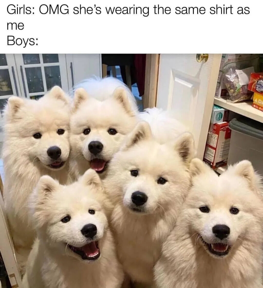 A meme contrasting gender reactions to matching clothing. The top text reads 'Girls: OMG she's wearing the same shirt as me' (implying surprise or annoyance), followed by 'Boys:' and a photograph of five identical-looking, fluffy white Samoyed dogs with happy expressions, standing close together in a room with a white door and shelves containing food products. The humor lies in suggesting boys react to matching shirts with the same cheerful, unbothered camaraderie as the identical dogs.