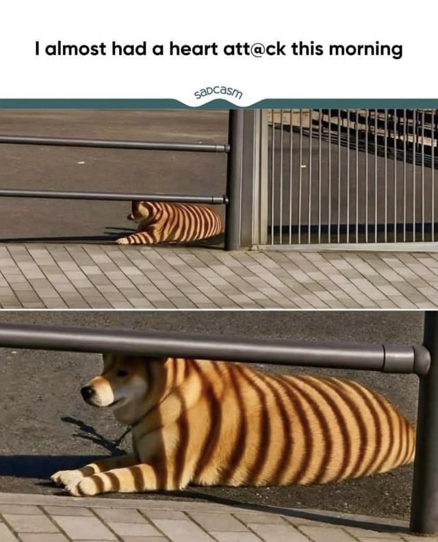 This is a two-panel photo meme. The top panel shows a distant view of a striped, orange-brown animal lying on the pavement behind metal railings, which initially appears to be a tiger. The bottom close-up panel reveals that the animal is actually a calm Shiba Inu dog resting on the ground, with the dark stripes being the shadows cast by the horizontal metal railings onto its light brown fur. The text at the top of the meme reads 'I almost had a heart att@ck this morning', referencing the poster's initial startled misperception of the dog as a dangerous tiger.