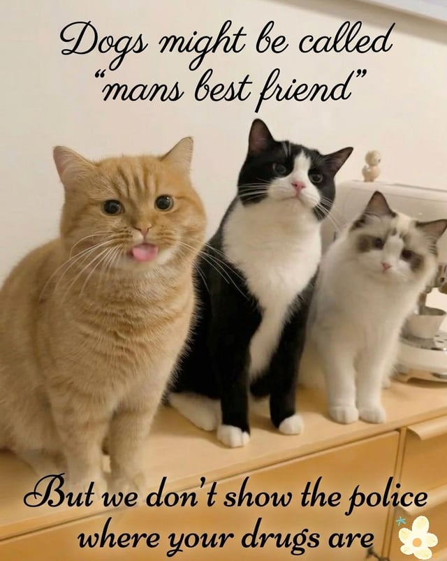 The meme displays three real domestic cats sitting in a line on a light wood cabinet: an orange tabby on the left with its tongue sticking out, a black and white tuxedo cat in the middle with a neutral expression, and a white and grey Ragdoll cat on the right with a calm look. Overlaid text at the top states "Dogs might be called 'mans best friend'", while text at the bottom reads "But we don't show the police where your drugs are". The joke subverts the common popular phrase that identifies dogs as man's best friend by humorously claiming cats are more loyal companions, as they will not report their owners' hidden illegal substances to law enforcement.