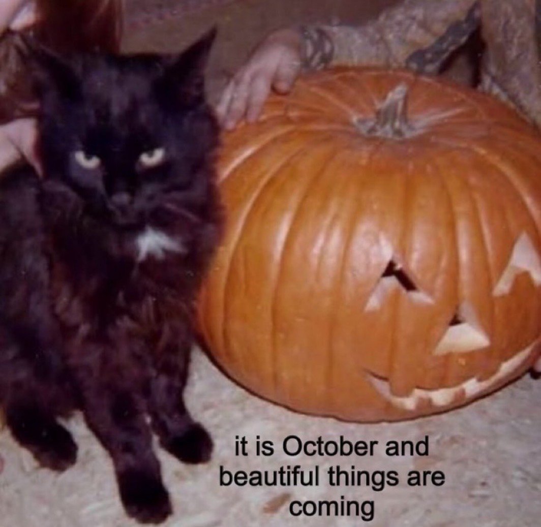 This is a seasonal fall/Halloween meme image featuring a fluffy black cat with a small white patch on its chest, displaying a deadpan, unimpressed expression as it sits beside a large carved jack-o'-lantern pumpkin. A person's hand is visible resting on top of the pumpkin, while another hand is partially seen holding the cat steady. Black text at the bottom of the image reads "it is October and beautiful things are coming". The core humor of the meme comes from the contrast between the cat's grumpy, unenthusiastic demeanor and the optimistic, excited text celebrating the arrival of October and spooky season.