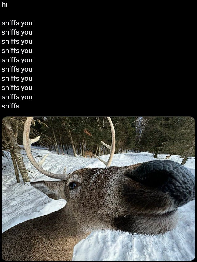 This meme consists of two main parts: the top section contains the text 'hi' followed by the phrase 'sniffs you' repeated nine times, ending with 'sniffs'. The bottom section is a close-up photograph of a deer in a snowy forest. The deer is looking directly upwards towards the camera, with its large antlers visible and its nose prominently featured, as if it is sniffing the viewer. The humor comes from the playful alignment between the deer's apparent action (sniffing) and the repeated text 'sniffs you', creating a lighthearted and whimsical interaction.