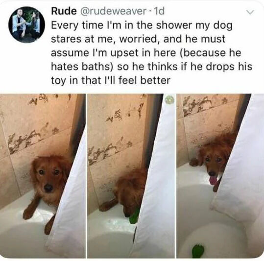 A Twitter/X post by user @rudeweaver featuring a heartwarming anecdote about their dog's empathetic behavior. The post text explains that the dog stares worriedly during the owner's showers, assuming the owner is upset (due to the dog's own dislike of baths), and attempts to comfort by dropping a toy into the shower. Below the text are three sequential photos: the first shows the brown dog staring intently from the bathroom floor, the second captures the dog mid-action dropping a green toy into the shower, and the third shows the toy floating in the shower water. The content blends humor and wholesomeness through the dog's misunderstanding.