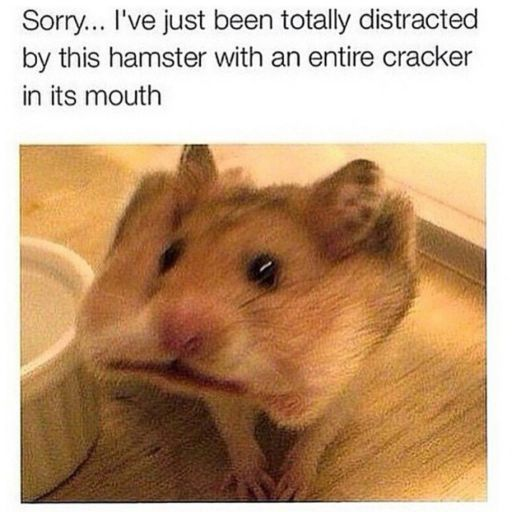 This meme features a photograph of a real pet hamster with its cheek pouches drastically stretched to fit an entire cracker, creating an absurdly cute visual. Above the image, text reads: *Sorry... I've just been totally distracted by this hamster with an entire cracker in its mouth*. The humor stems from the relatable experience of being sidetracked by something silly and endearing, amplified by the extreme, unexpected sight of the small hamster holding a full-sized cracker. The hamster appears wide-eyed and innocent, standing in what looks like its enclosure with a food bowl visible to the left. This is a wholesome, lighthearted meme that plays on the charm of pet antics.
