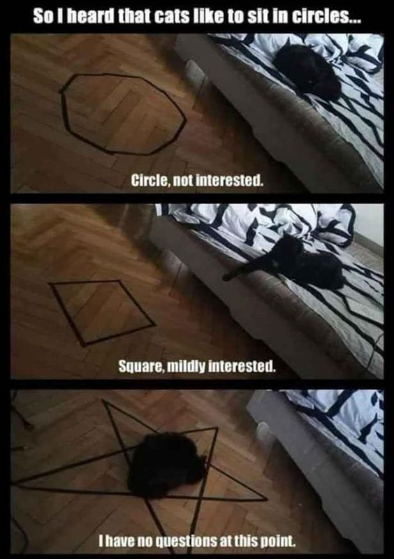 This is a 3-panel sequential meme that plays on the popular stereotype that cats are drawn to sitting inside enclosed shapes. 

1. **Panel 1**: The top header text reads "So I heard that cats like to sit in circles...", showing a black cat lying uninterested on a bed with striped bedding, next to a drawn circle on a wooden floor. The bottom caption says "Circle, not interested."
2. **Panel 2**: A square is drawn on the floor; the cat extends a paw toward it, with the caption "Square, mildly interested."
3. **Panel 3**: A pentagram (a 5-pointed star shape often associated with occult summoning rituals) is drawn on the floor, and the cat is sitting directly in its center. The caption reads "I have no questions at this point."

The humor comes from subverting the expected cat behavior: instead of preferring basic shapes, the cat is immediately drawn to a shape linked to supernatural/occult themes, creating an absurd, whimsical joke that implies the cat has "occult" tendencies.