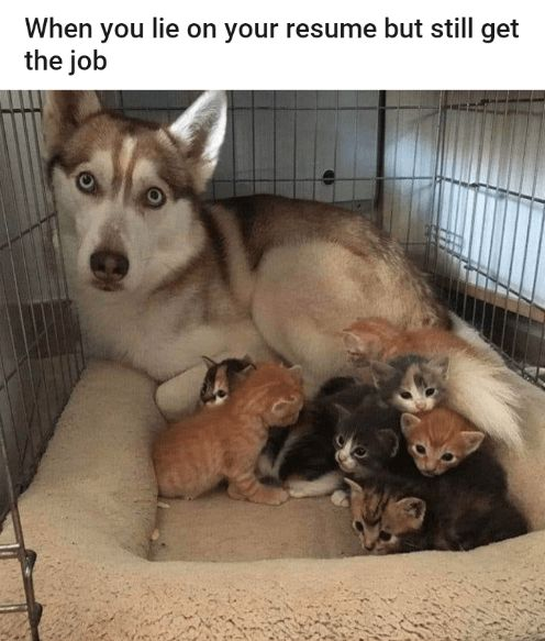 This animal meme features a photo of a wide-eyed, shocked Siberian Husky lying inside a metal crate, with a litter of baby kittens all cuddled up against him as if he is their mother. The text at the top of the meme jokes that this scenario matches the feeling when you lie or exaggerate on your resume, but still end up getting hired for the job anyway. It draws a parallel between the husky, an imposter 'mother cat' to the kittens, and a new hire that faked their qualifications to get the role, with the husky's surprised expression reinforcing that he knows he does not belong but still got the position.