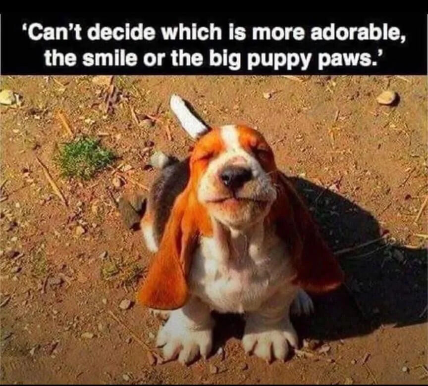 A photograph of a small basset hound puppy sitting on a dirt ground with scattered rocks and sparse green grass. The puppy has a white and brown coat, large floppy ears, and is captured with its eyes closed, mouth slightly upturned in a 'smiling' expression, creating an endearing appearance. Above the image, a text overlay reads: 'Can't decide which is more adorable, the smile or the big puppy paws.' The composition focuses on the puppy's cute facial features and implied large paws, emphasizing its wholesome and charming nature.